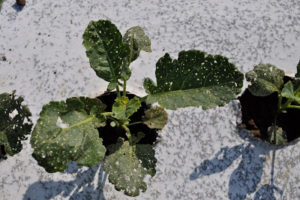 Cover photo for Our First Experience With Organic Broccoli Production