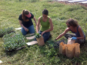 Cover photo for Early Times for the NC Component of the East Coast Broccoli Project