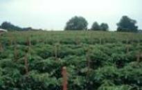 Cover photo for Vegetable Production Update- August 17, 2018