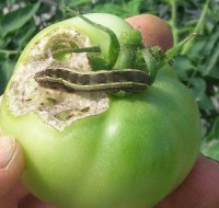 tomato fruitworm larva on green tomato fruit.