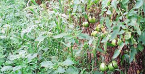 This tomato crop has lost its lower leaves to fungal diseases. The weeds growing adjacent to the crop row have likely prolonged leaf wetness from morning dew, thus providing a more favorable environment for fungal growth on the tomato foliage. From Mark Schonbeck, Virginia Association for Biological Farming.