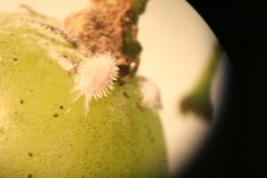 Cover photo for Mealybugs in North Carolina Grapes