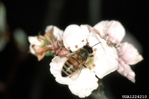 Picture of a Bee