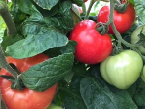 tomatoes ripening on the vine