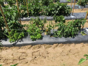 Phytophthora root rot on pepper