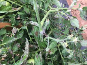 Cover photo for Vegetable Production Update- August 31, 2018