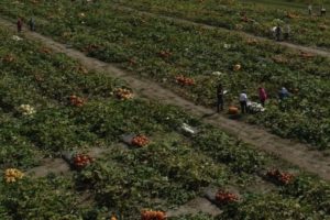 drone view of pumpkin harvest