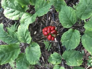 Ginseng plant with red berries