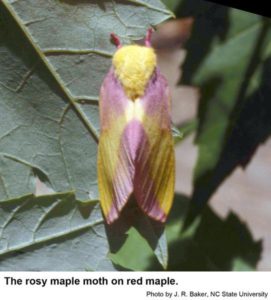 Rosy maple moths are about an inch long and are pink and yellow. Photo: J. Baker