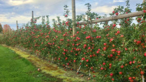 Apple trellising system