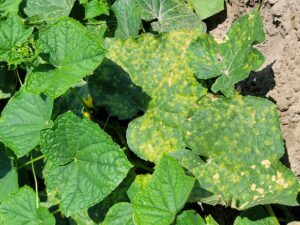 Angular, yellow lesions on topside of the leaves that are bound by leaf veins