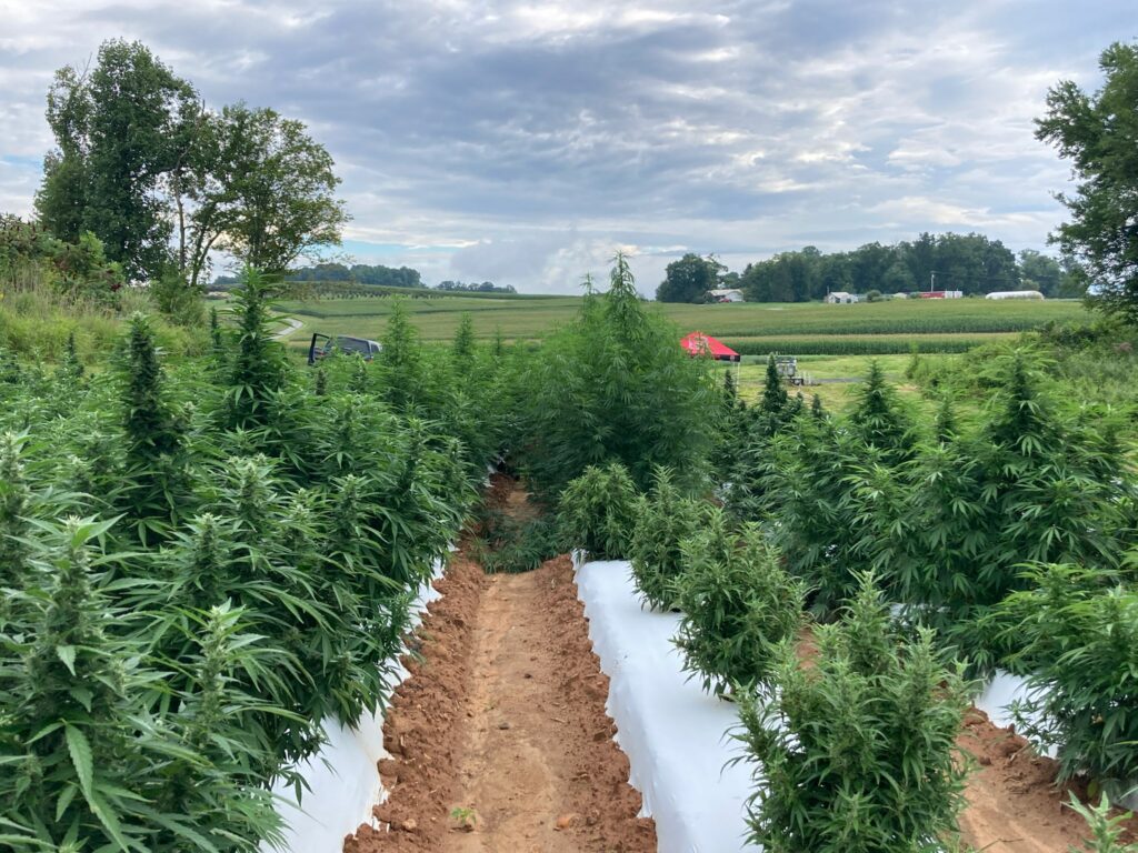 Floral hemp variety trial