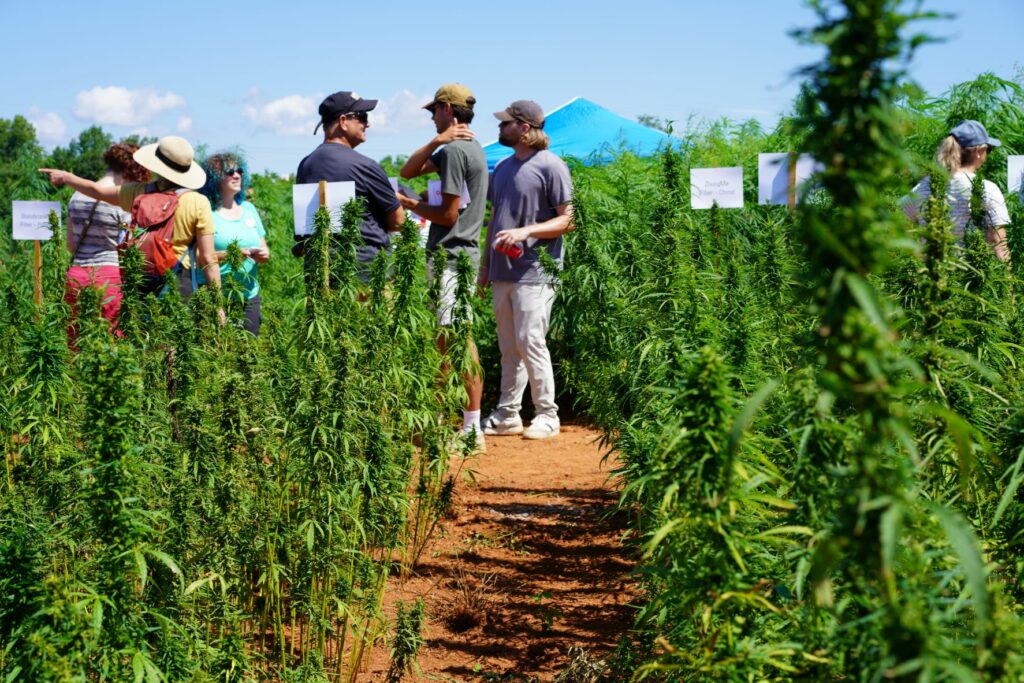 people standing in fiber hemp research plots