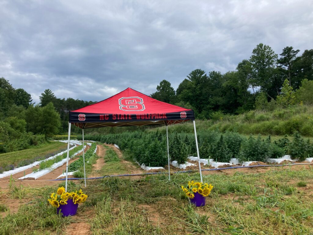 pop up tent in front of hemp research plots