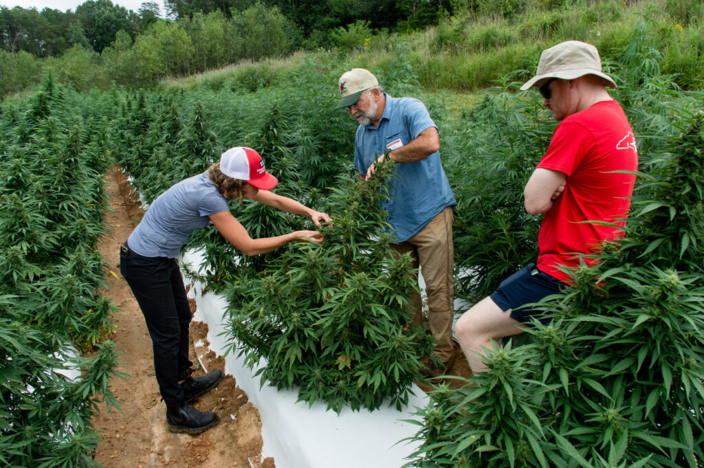 People looking at insects on floral hemp