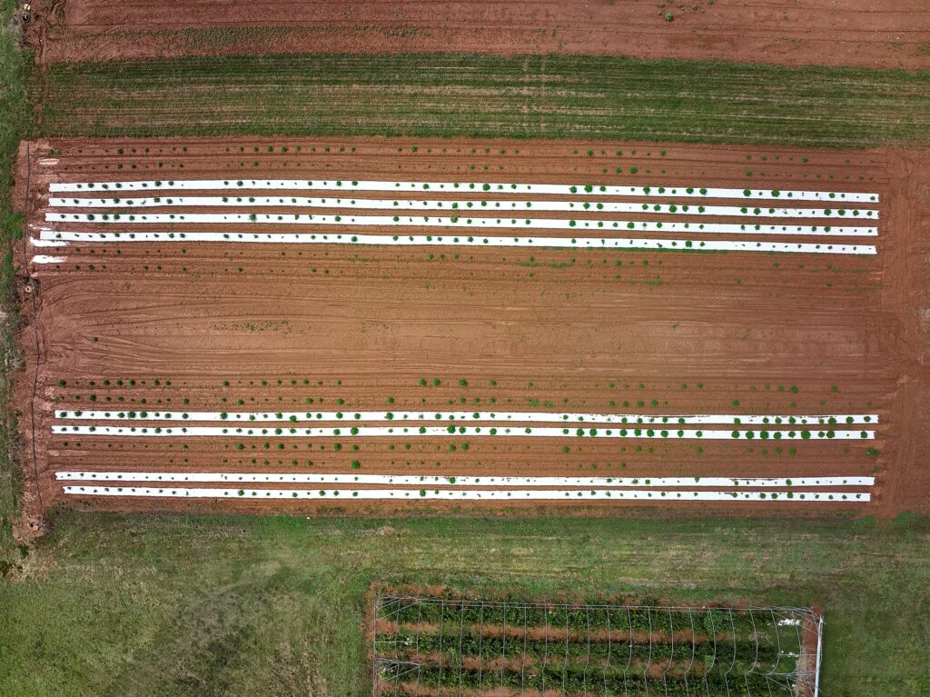 drone image of hemp research field examining cover crops