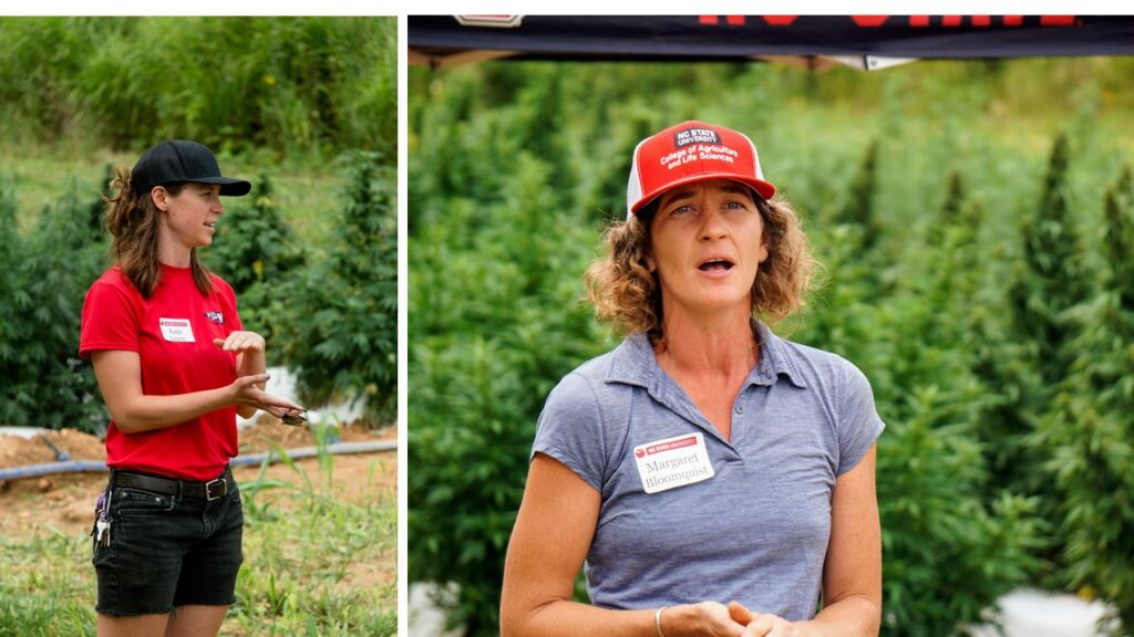 two researchers in hemp variety trial