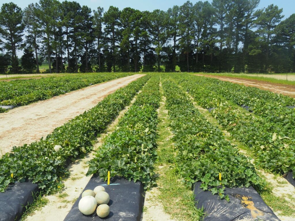 Vegetable Production | NC State Extension