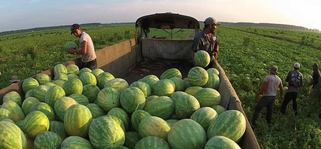 Men gather watermelon in a field.