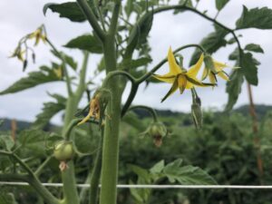 Cover photo for 2024 Spray Guides for Tomato and Pepper